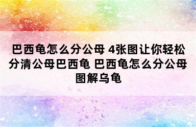 巴西龟怎么分公母 4张图让你轻松分清公母巴西龟 巴西龟怎么分公母图解乌龟